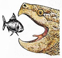 The alligator snapper has a lure for fish on the back of its tongue