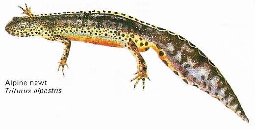 Alpine newt