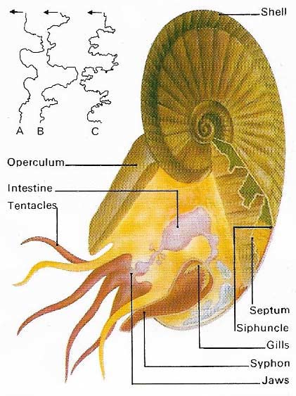 Ammonite anatomy