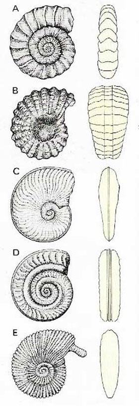 Ammonites can be identified by the ornamentation on the shell.