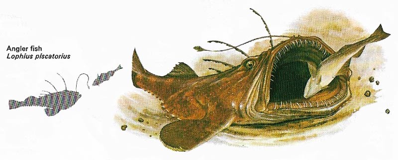 angler fish