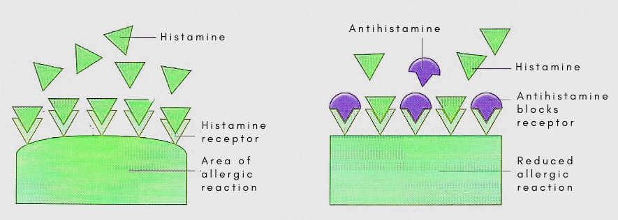 antihistamine action