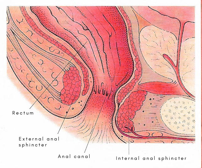 anatomy of anus