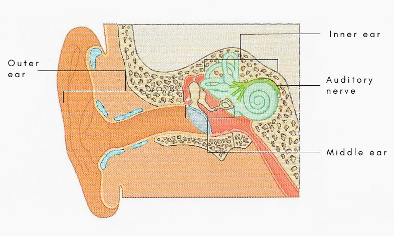 auditory nerve