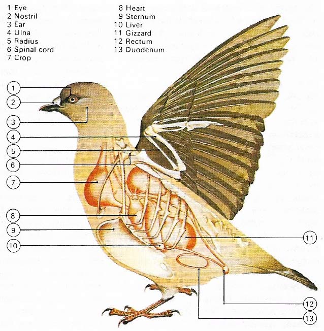 Bird anatomy