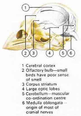 Bird brain