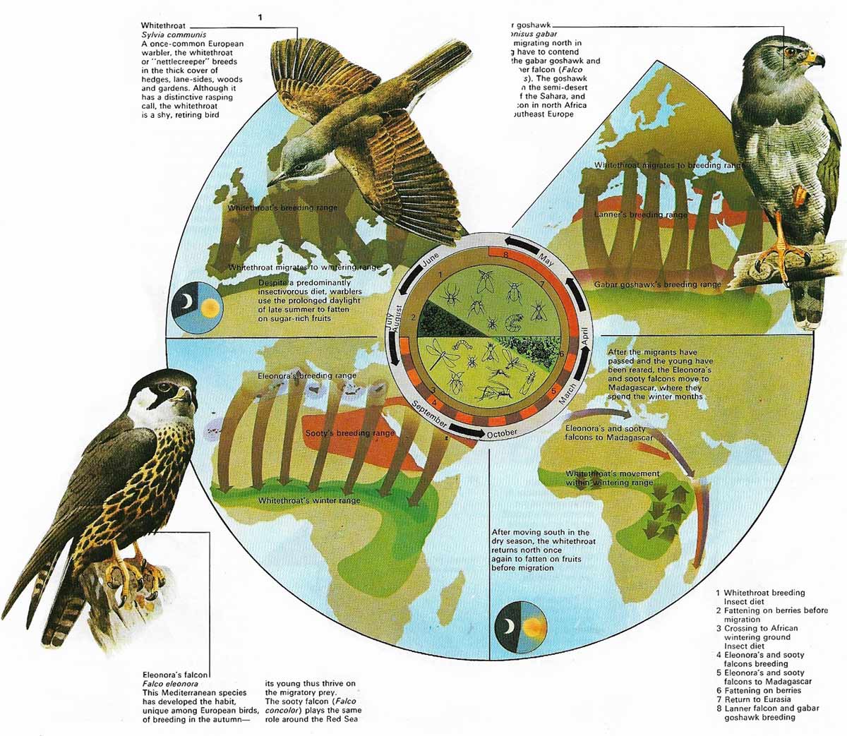 Every year, 5,000 million or more birds fly the 2,000 miles south to the grasslands, forests and lakes of central and Southern Africa.