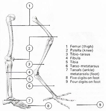 The bird's leg is basically similar to that of a human, but there is much fusion of the bones of the lower leg and ankle.