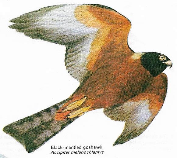 Black-mantled goshawk