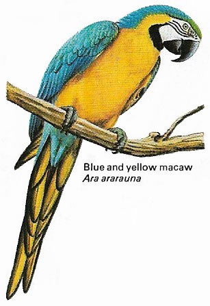 Blue and yellow macaw