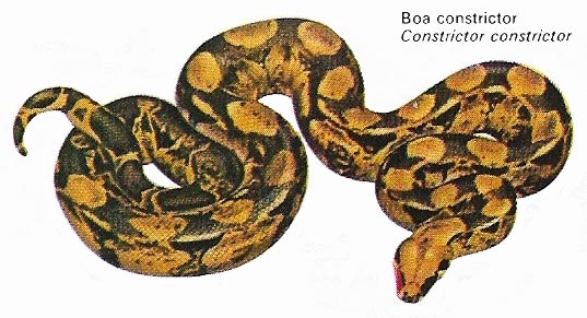 Boa constrictor