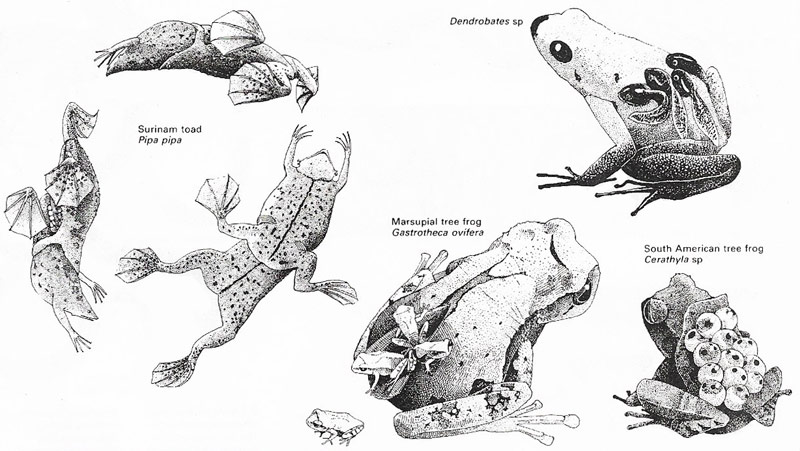 Specialized breeding methods are used by many different species of frogs and toads.