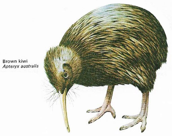 Brown kiwi