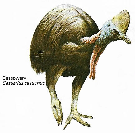 Cassowary