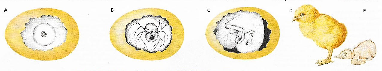 Stages in the development of a chick from a fertilized egg