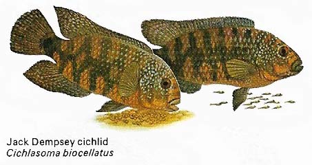 Cichlids