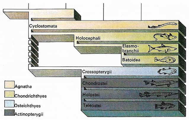 Classificationof fish