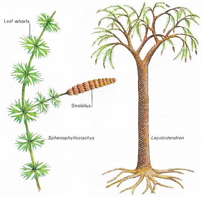 Plants found in the undergrowth of coal forests.