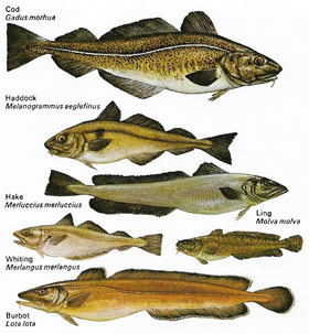 Cod and related fish
