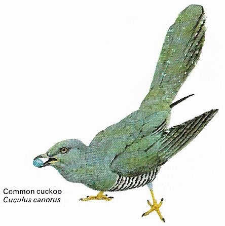 Common cuckoo