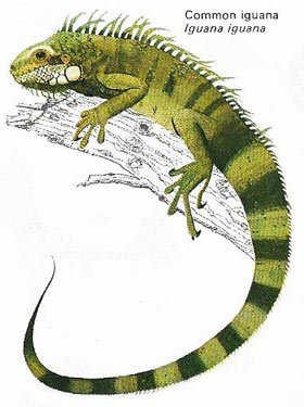 Common iguana