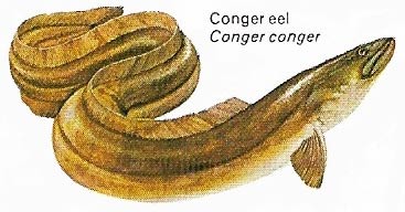 Conger eel