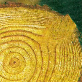 Dendrochronology