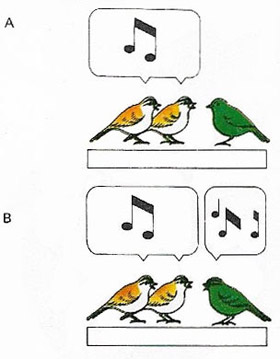 The development of bird song is the result of a combination of innate and environmental influences.