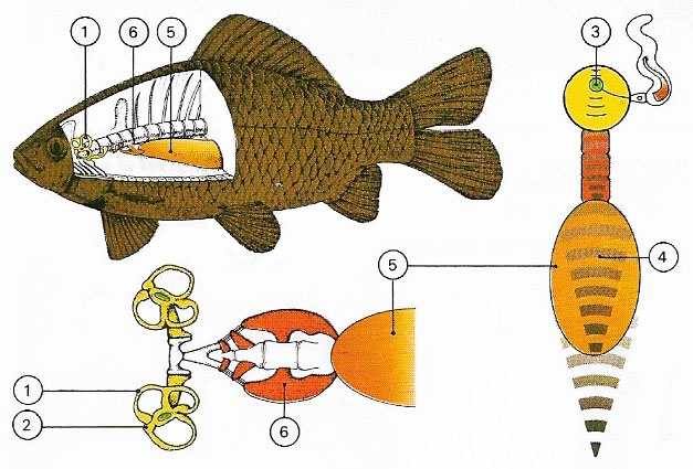 The ear of a fish serves for hearing and for positional sense.