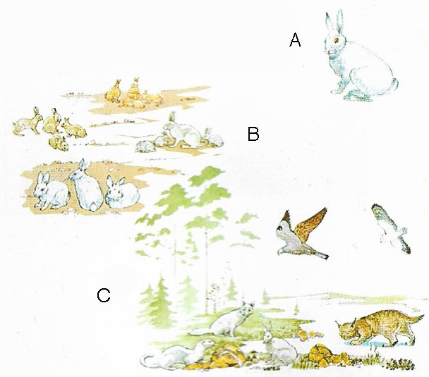 The basic unit of ecology is the individual plant or animal.