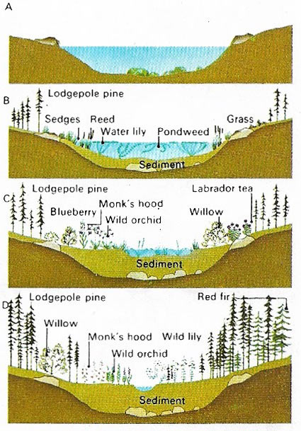 Ecosystems do not arise overnight but evolve gradually.