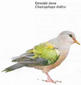 Emerald dove