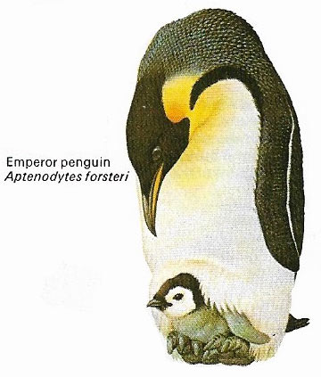 Emperor penguin