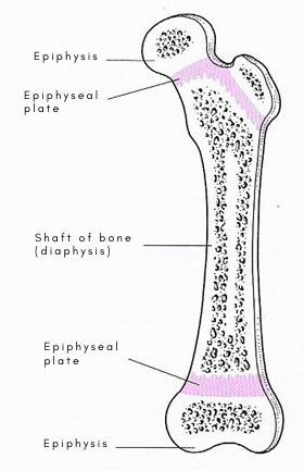 Long bone showing epiphysis, diaphysis, and epiphyseal plate.