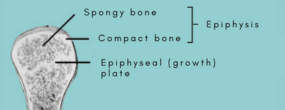 epiphysis