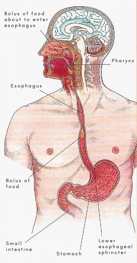 esophagus