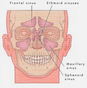 Ethmoid sinus and other sinuses of the skull