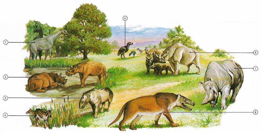 Evolution of mammals