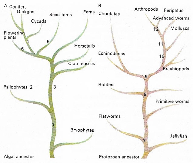 Evolution of plants