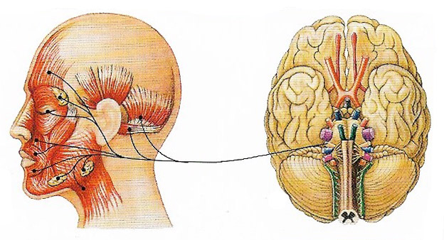 facial nerve