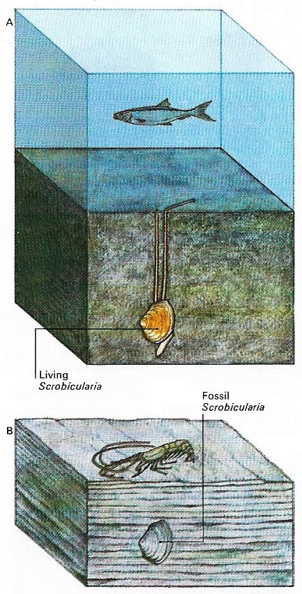 Facies fossil