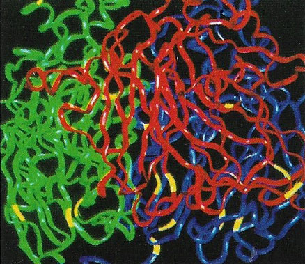 Factor VIII molecule