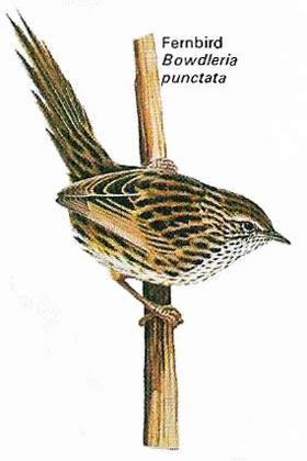 Fernbird