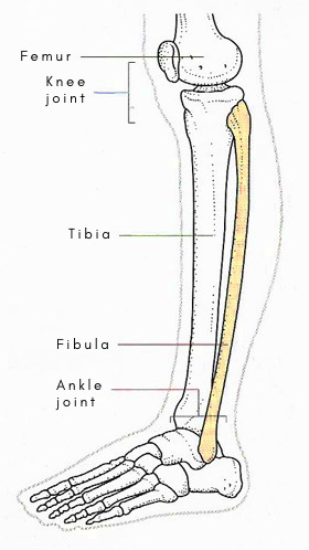 Location of fibula