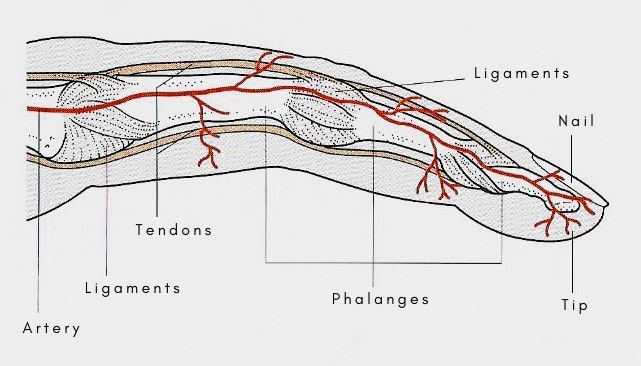 parts of the finger