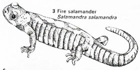 Fire salamander