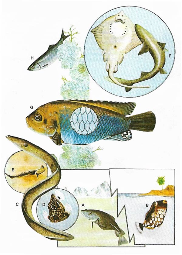 features of fish
