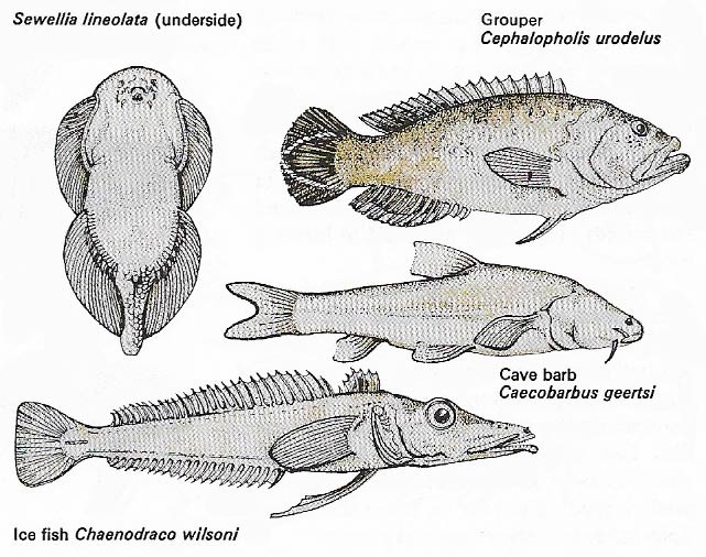 Fish live in almost all aquatic environments.
