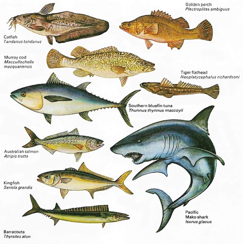 Variety of fish in Australian waters