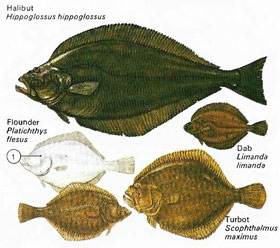 Flatfish